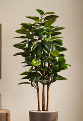 Alamkari India Fabric & Plastic Artificial Rubber Tree in Black Pot (150 cm)